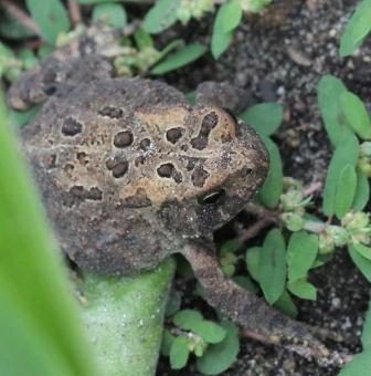 American Toad